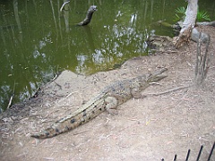 CairnsTC266 Wildlife Habitat